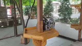 Пополнение в Парке Миниатюр 🌲 два малыша Кошачьих лемуров появились на свет 😃😃