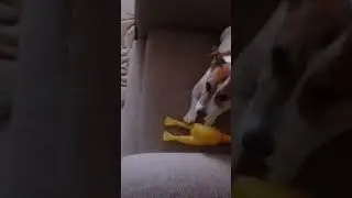 Джек рассел терьер