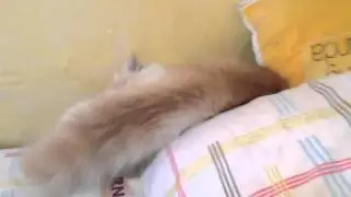 Popcorn the Tumbling Cat