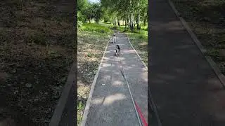 Маламут пополнение)) #маламут #хаски #хаскивидео