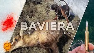 𝗦𝗔𝗕𝗨𝗘𝗦𝗢 de 𝗕𝗔𝗩𝗜𝗘𝗥𝗔 cazando en Montaña por Cinegetics
