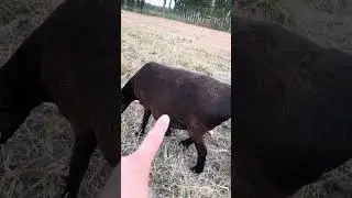 Эгизак койни кайердан билса болади😱
