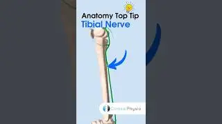 Anatomy Top Tip: Tibial Nerve 