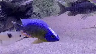 Protomelas sp. “Steveni Taiwan” Higga reef   - PISCES