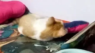 cat playing