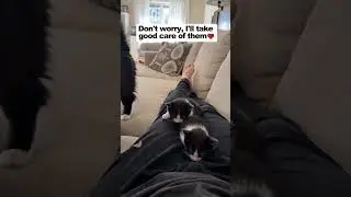 🥺Ultimate trust! Mom cat leaves her babies with me 