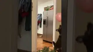 Dog get balloon #shorts #dog #dogs #cute #derp #funny #funnyvideo
