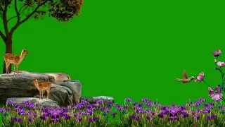 Jungle Green Screen / Nature Green Screen / Flower Green Screen / Background Video Effects hd