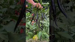 Harvesting chillis 🌶  from chilli plant #gardening #farming #shorts
