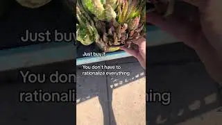 These plants at Home Depot were practically free! Did I need them? No. Did I get them? YES! 