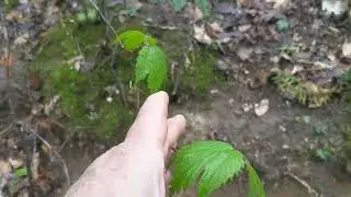 Wild edible walk and talk