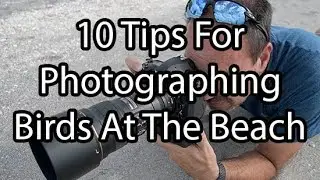 10 Easy Tips For Photographing Birds At The Beach