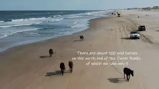 North Carolina OBX Wildlife