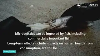 Ocean Science Fact: Microplastic in Ocean