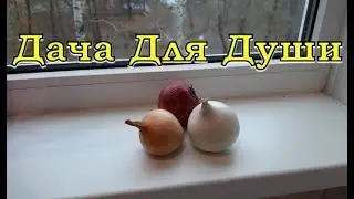 Нюансы и условия хранения ЛУКА в квартире