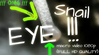 Snail (1080p macro video)