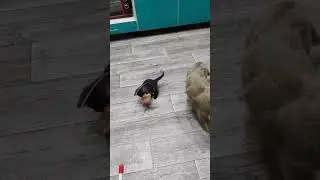 ЭТИ МИЛЫЕ КОТЯТА... 😊