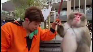 Учет обезьяну