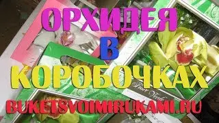 Орхидея в коробочках своими руками