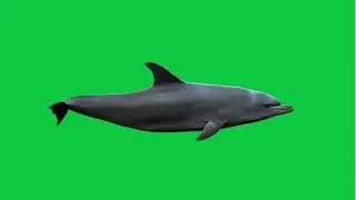 dolphin swimming in sea 