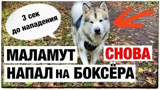 Маламут снова НАПАЛ на МОЮ СОБАКУ!!!  Боксёр vs Маламут