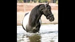 Heino Friesian Horses  for sale https://www.blacksterlingfriesians.com questions? 415-272-2112