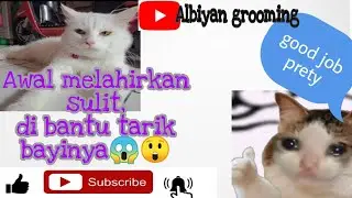 Kucing lucu melahirkan []perjuangan induk kucing untuk anak nya..
