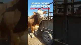 ХОРАЗМ ГИГАНТ БУҚА БОЗОРИ 25-Август 2024.г