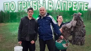 В этот выходной мы открыли грибной сезон и начали сезон стрижки овец . Грибы в апреле 2021 года .
