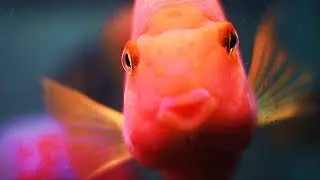 Get Blood Parrots. Here's Why.
