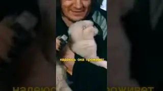 кошка ушла от хозяина 
