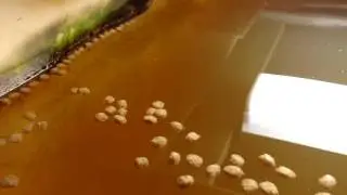 Fish Farm Garden Update: Fry Have Arrived