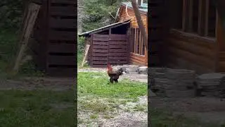 Красавец кавказский #врекомендации #travel #song#animals#funnyvideo#funny#cute#сочи