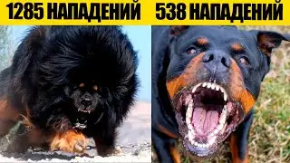 Вот из-за чего они самые опасные породы собак в мире!