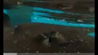 young nugget and the family getting up close and personal with the stingrays.