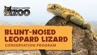 Blunt-Nosed Leopard Lizard Conservation Program at Fresno Chaffee Zoo