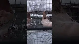Гранатовый мрамор