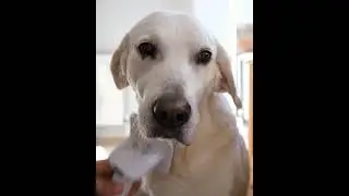 Profesyonel Kedi Köpek Tıraş Makinesi - Elektrikli Vakumlu Tüy Toplama Seti