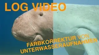 LOG VIDEO: Unterwasservideo Farbkorrektur