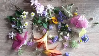Где брать сухоцветы. Как сушить растения