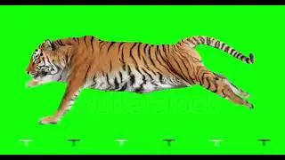 Tiger run green screen video// tiger attack video #tiger #shortsviral @RanaComenti74
