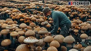 The Most Modern Agriculture Machines That Are At Another Level , How To Mushrooms In Farm