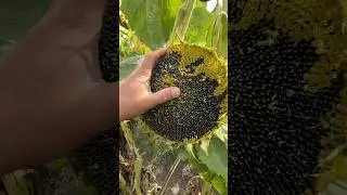 Соняшник 🌻 Альдазор