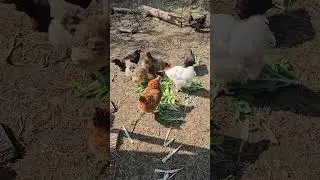 Chickens Love Lettuce