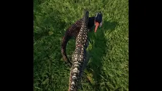 The Isle 6.5 Carno VS Cera (with some bonus)