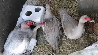 Как я кормлю и пою уток зимой.