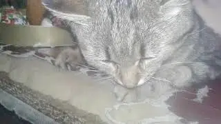 З паскай вас😆😆😆