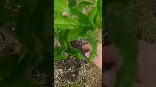 Дегудо метельчатая гортензия, нормирую побеги.