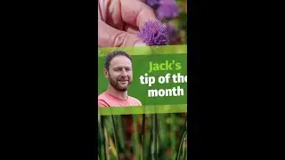 Let HERBS flower! Pollinators love them 🐝
