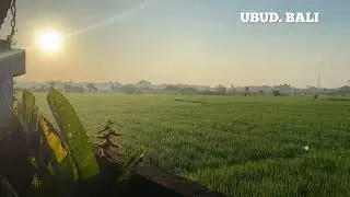 Sunrise in Ubud. Bali #gianyar #ceremonies